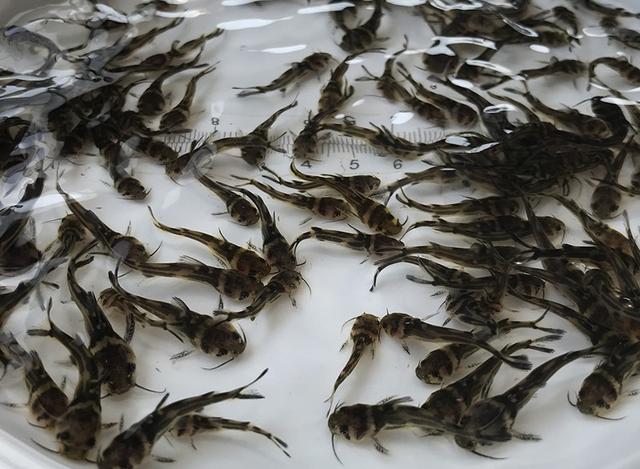 昂刺鱼图片，红烧昂刺鱼怎么做（从繁育到养殖，饲育管理是关键）