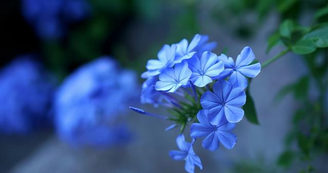 什么花是蓝色的，什么花是淡蓝色的（夏季种花就得选“清凉花”）