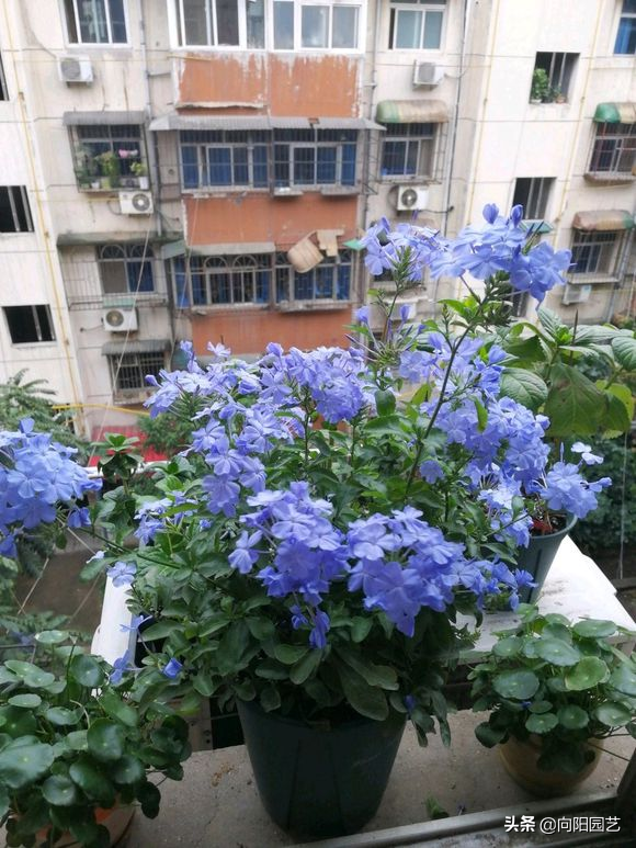 蓝雪花几月份开花，蓝雪花是几月开花（阳台开成“花园”）