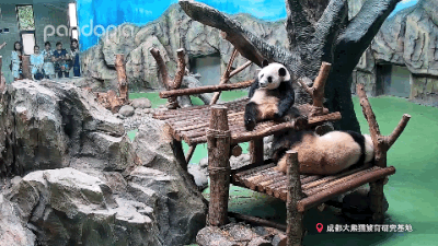 大熊猫战斗力如何，熊猫在动物中战斗力排名（教你快速判断一只熊猫的战斗力）