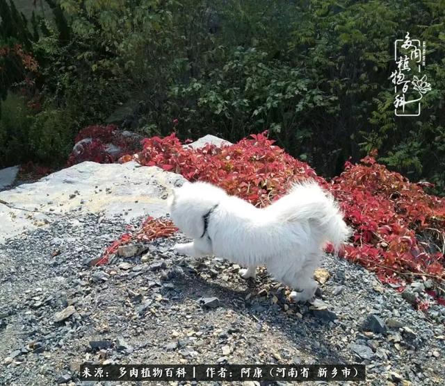 2021九·一八事变是多少周年，2021年是九一八事变的几周年（献给2021最好的春天）