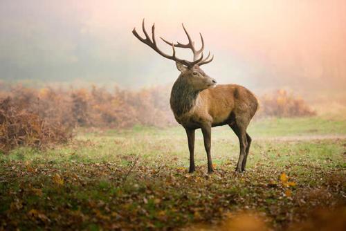 麋鹿寓意，麋鹿寓意着什么意思（头像马、角像鹿、颈像骆驼、尾像驴）