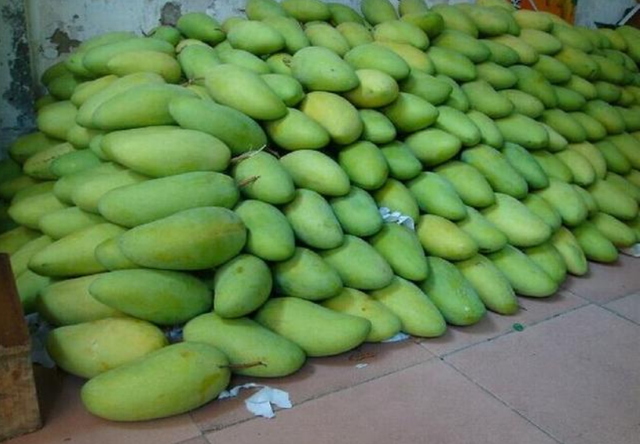 没熟的芒果能吃吗，还没熟透的芒果能吃吗（30年果农教我一招轻松解决）