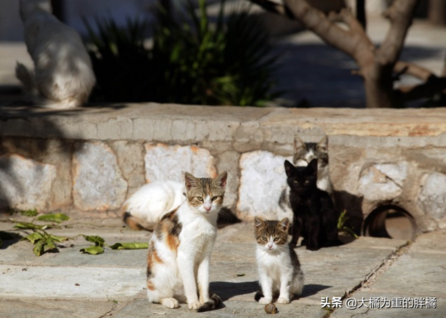 驱赶猫长期有效好办法，驱猫最有效的方法（发情野猫叫声太烦人）