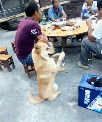 罗威纳多少钱一只(罗威纳犬怎么训练才听话)