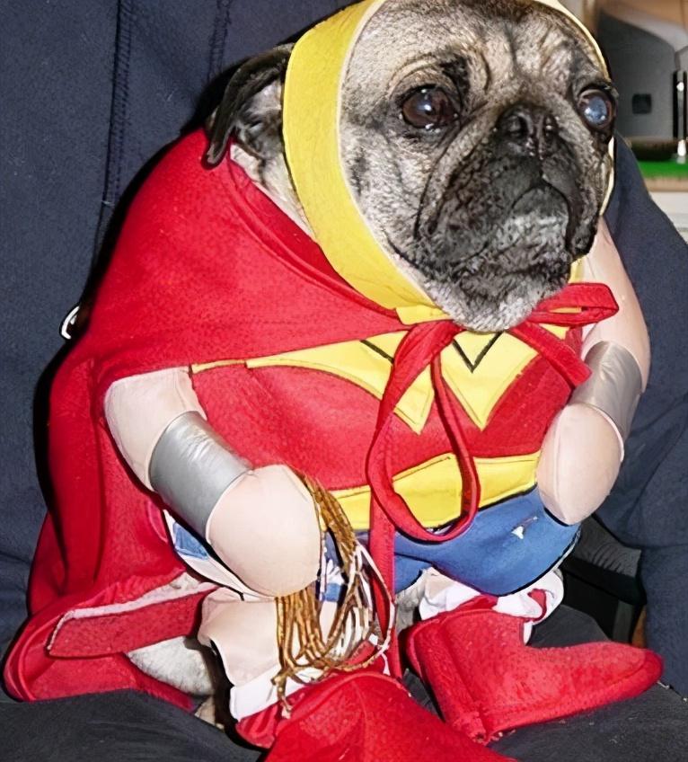 狗的抗寒能力是多少°c，2度穿什么衣服合适（这7种“不耐寒”的狗狗）