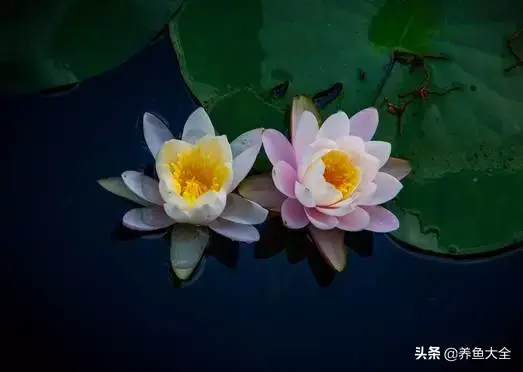 莲花的别称有哪些，莲花的别称有哪些拼音（ 太齐全太珍贵了）
