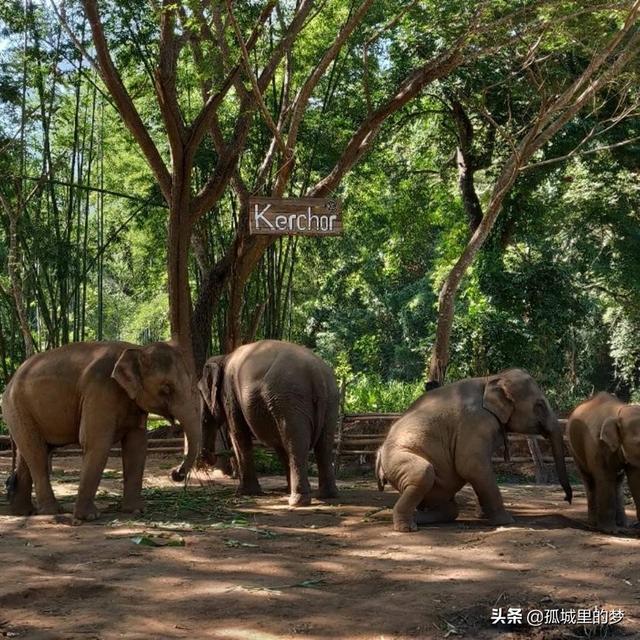 象牙有什么作用呢，象牙起到什么作用（“三星堆”遗址中）