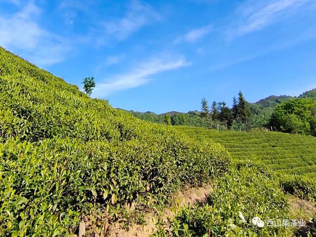 毛尖是哪里产的，都匀毛尖是哪里产的（信阳毛尖发展史和地理环境）