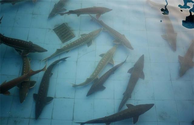 鲟龙鱼养殖条件，鲟鱼怎么养（鲟鱼养殖条件）