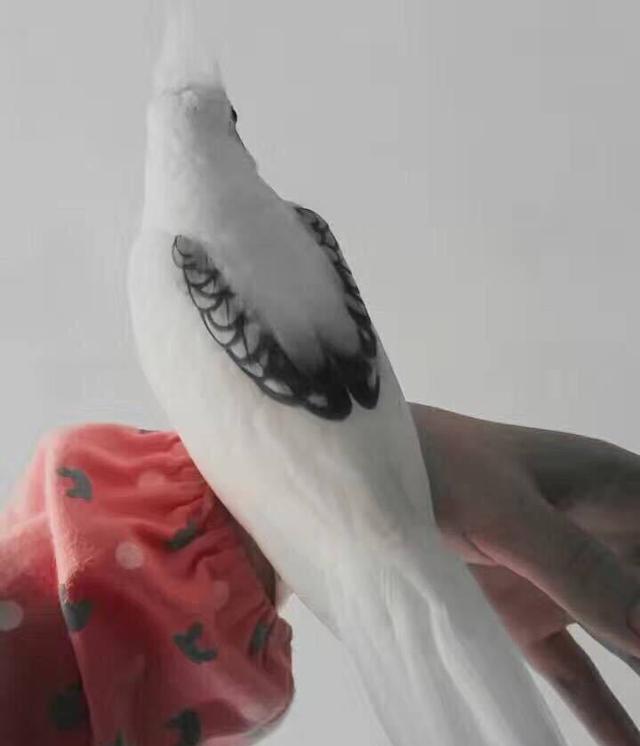 哪种宠物鸟最好养又好看，什么宠物鸟好看又好养（难怪能够“通杀”养宠物的朋友们）