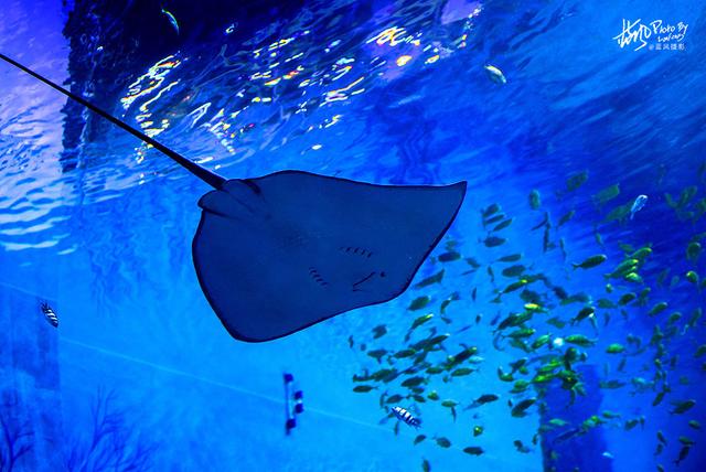 极地动物资料,极地动物世界(这些极地海洋鱼类太美了) 极地动物资料,极地动物世界(这些极地海洋鱼类太美了)