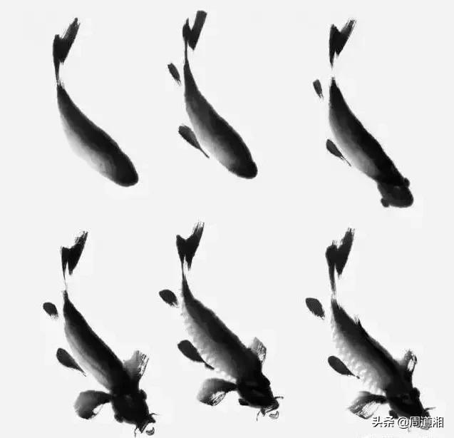 金鱼画法步骤图解,国画写意鲤鱼、金鱼的画法 金鱼画法步骤图解,国画写意鲤鱼、金鱼的画法