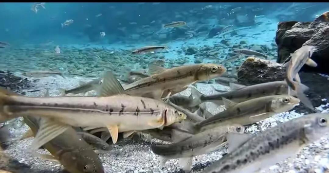 羊湖海拔多少米高，羊湖海拔有多少米呢（拉萨羊湖海拔多少米高）