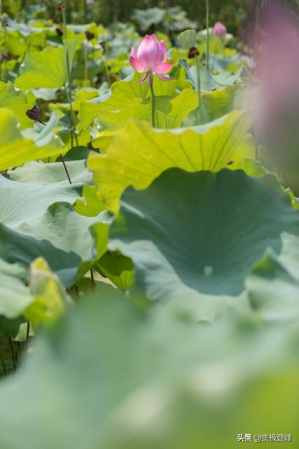 山雨欲来风满楼下一句是啥（溪云初起日沉阁）