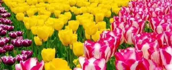 郁金香的种植方法和时间，郁金香怎么种植（郁金香的意思是什么）