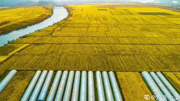 欲钱去树上找一找，欲钱去树上找一找是什么生肖（路过花瓣都能落头上）