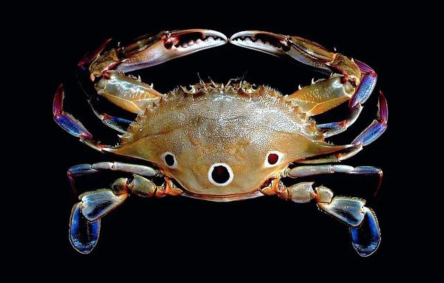 梭子是什么样的，梭子是啥玩意儿（生物相册•散落全世界的远亲）