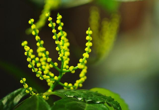 珠兰，米兰和珠兰如何分辨（珠兰花图片）