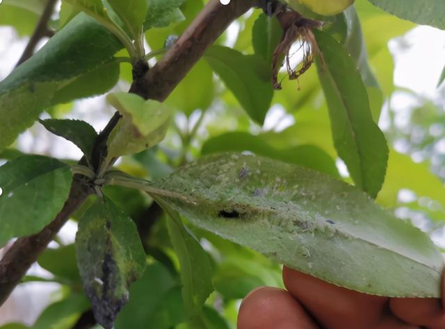常见有害蚜虫，常见蚜虫种类介绍及防治方案大全