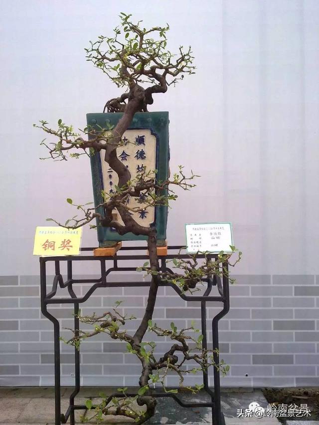 山桔种植方法，山桔盆景，其实没那么难养！