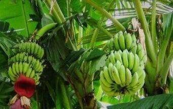 香蕉树结果后为什么要砍掉，香蕉树成熟后要被砍是为什么（香蕉为什么采摘完就要把树砍了）