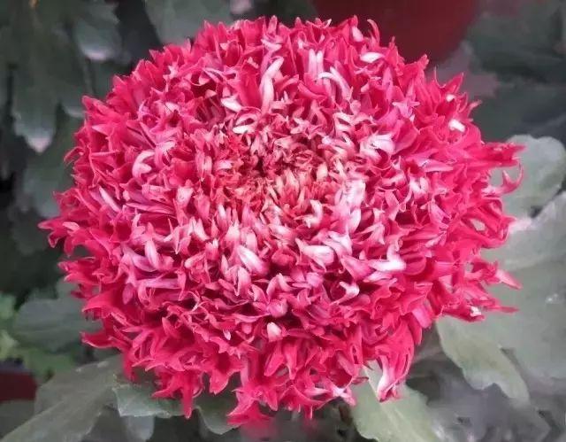 世界最美菊花80种太美了，金秋十月赏菊花——世界最美菊花80种送给您