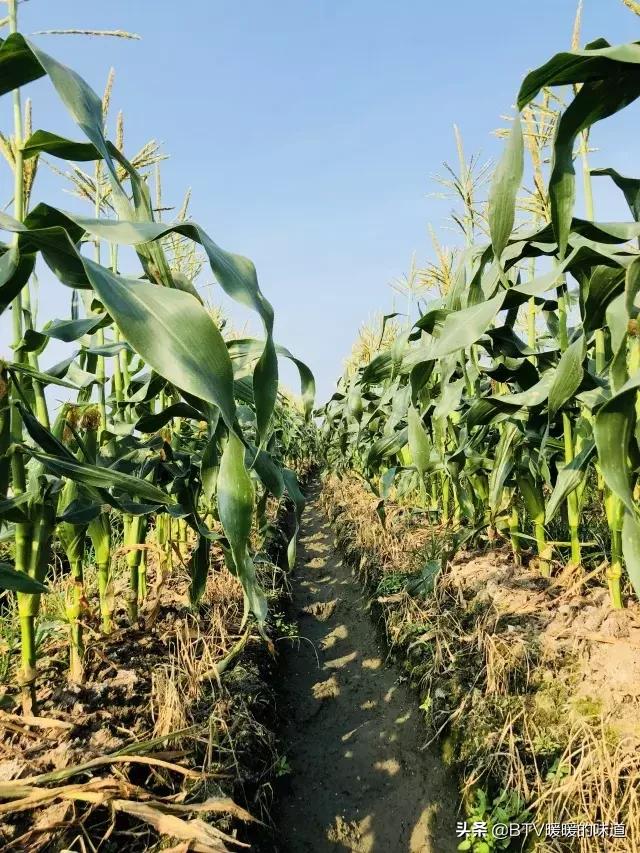 甜玉米可以生吃吗，甜玉米怎么做（吃一口甜到你心里）
