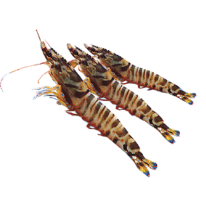 2,学名:日本对虾.俗称:车虾,竹节虾,花虾.