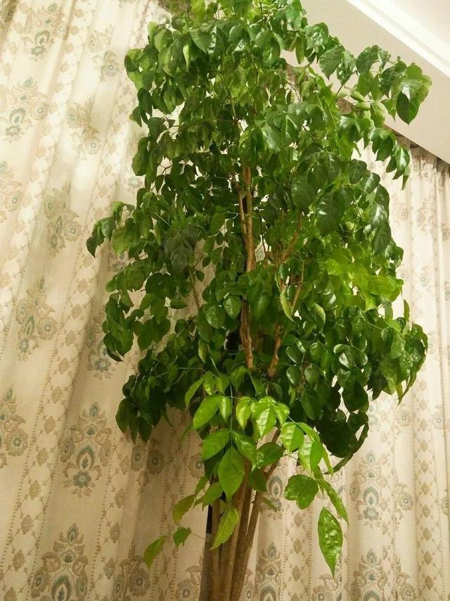 虎刺梅生虫怎么解决，虎刺梅长虫子怎么办（离太近都不好）