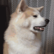 罗威纳多少钱一只(罗威纳犬怎么训练才听话)