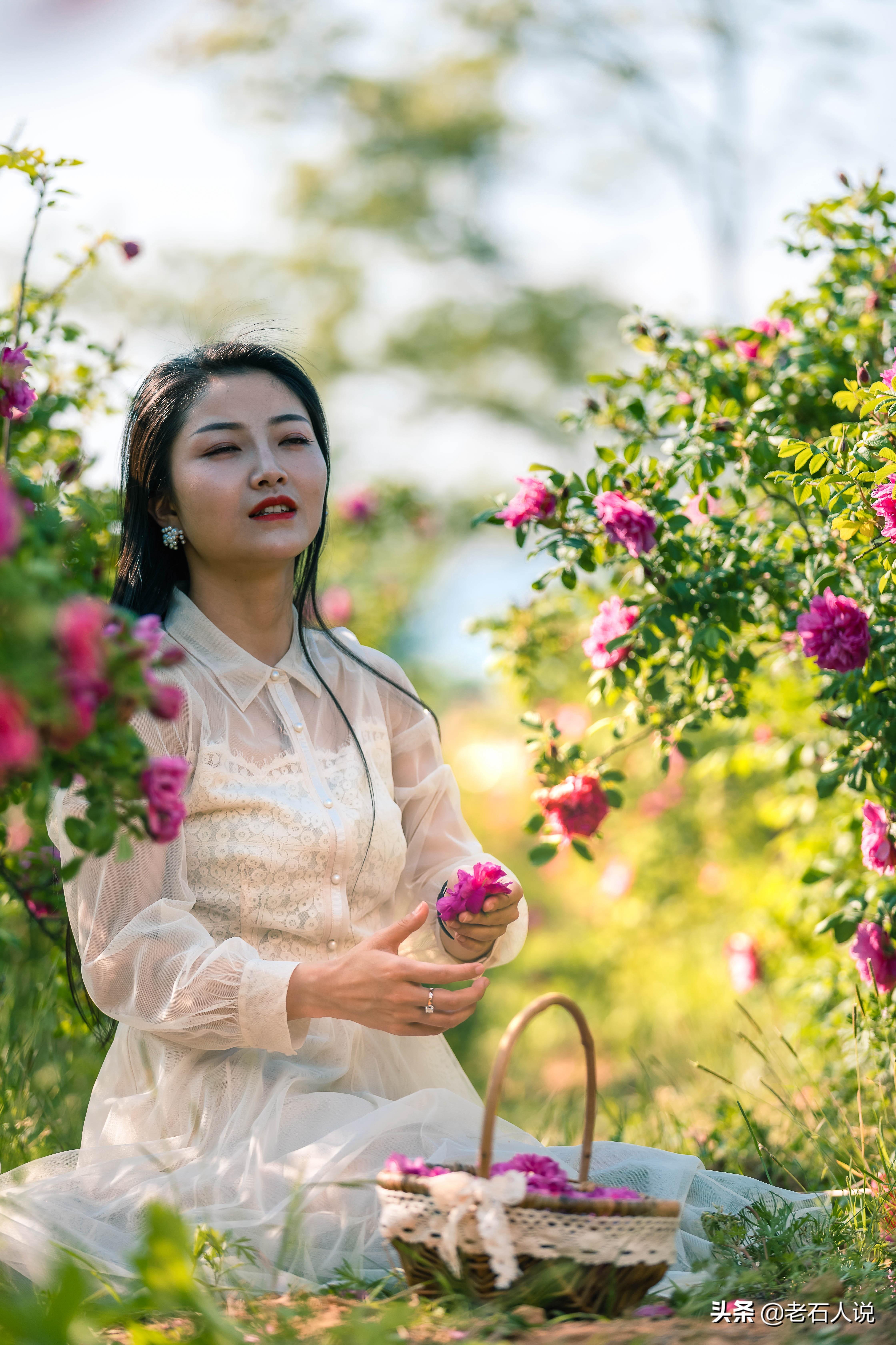 玫瑰花开的季节，玫瑰花在什么季节长出来（玫瑰花在什么季节长出来的）