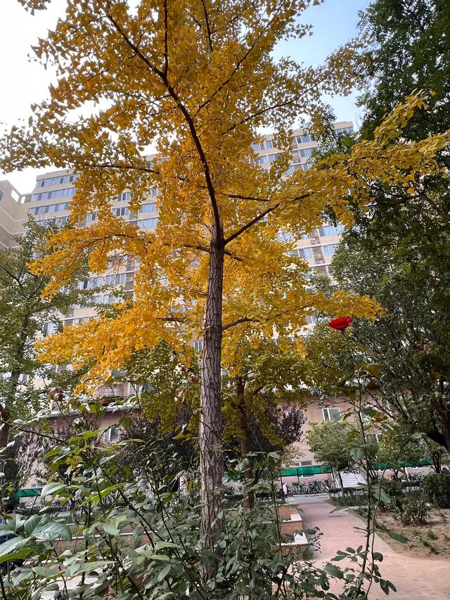 小区里的景色，小区里的景色真美呀（秋天里的小区美景图片）