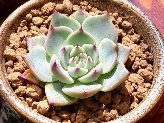 吉娃莲的扦插方法，吉娃莲的扦插方法视频（新手都能扦插出一盆）