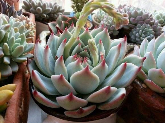 吉娃莲的扦插方法，吉娃莲的扦插方法视频（新手都能扦插出一盆）