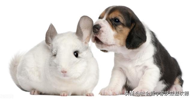 米色龙猫，龙猫，一种奶萌奶萌的生物（米色龙猫多少钱）