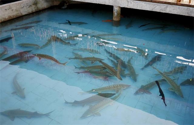 鲟龙鱼养殖条件，鲟鱼怎么养（鲟鱼养殖条件）