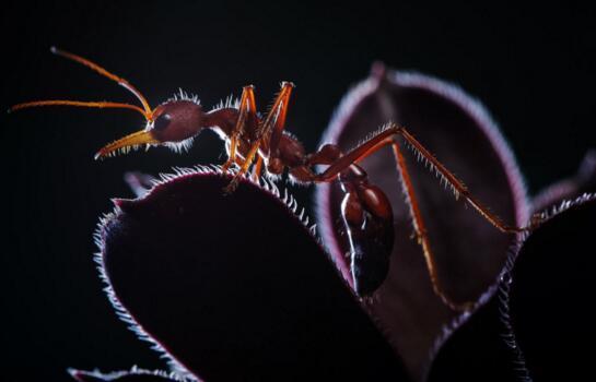 世界上最大的蚂蚁，世界上最大的蚂蚁在哪里生长（世界上最大的蚂蚁公牛蚁）