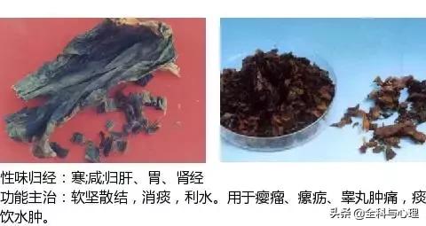 鸡肠风的功效与作用，史上最全中草药图谱