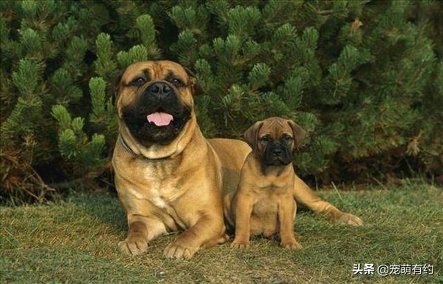 斗牛獒犬，獒犬的力量及速度于一身（斗牛犬价格）