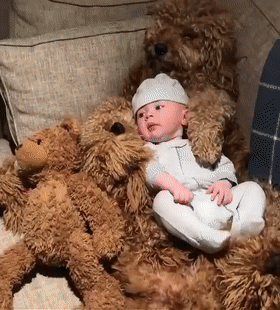 泰迪熊抱抱熊，一出生就有三个巨型“泰迪熊”陪睡（泰迪熊抱抱熊适合结婚送么）