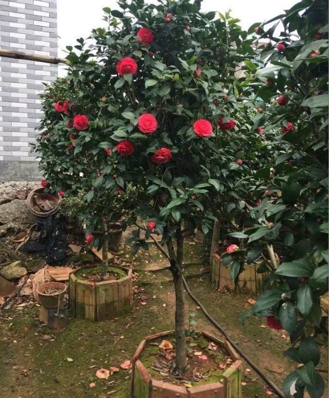 四季红山茶养殖方法，四季红山茶的养殖方法（叶油绿、开一树漂亮的花）