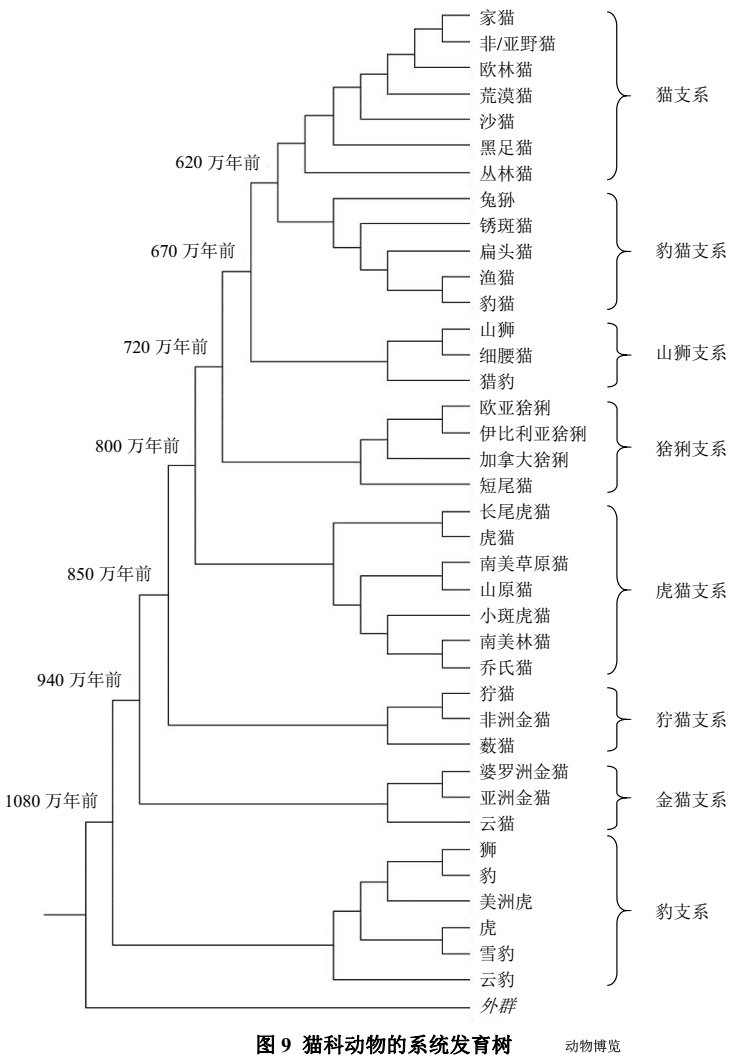 猫科动物有哪些（八大家族，40种野猫）