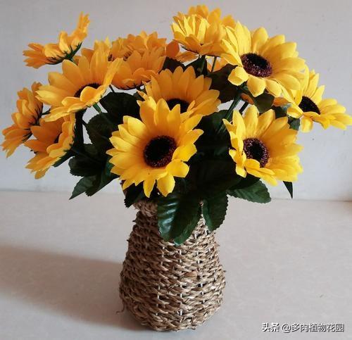 教师节送什么鲜花，教师节送什么鲜花给老师好（这些花表达了对老师最真的敬意）