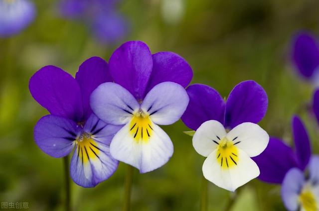 郁金香花语和寓意，你们知道这些花的花语吗（黄色郁金香花语和寓意）