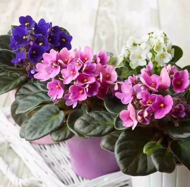 春夏秋冬四季什么花好看，这十种花几乎一年四季都开花