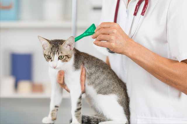 肠胃猫是什么意思，看完你就知道该怎么办