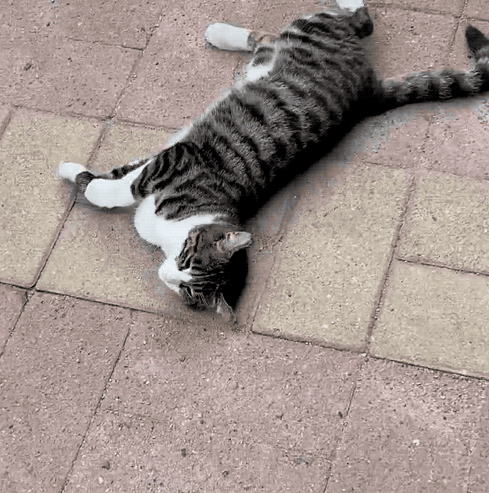 狸花猫是土猫吗，狸猫是土猫吗（那些年嘲笑狸花是小土猫的人）