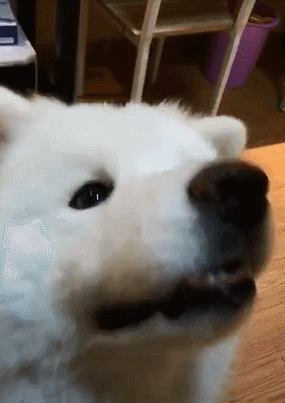 折耳狗是什么品种，中华田园犬折耳好还是竖耳好（​这是一只“折耳”萨摩耶）