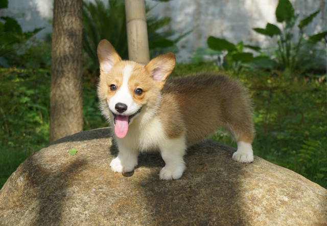 宠物狗排名，最好看的7种狗排名（宠物狗排名前十）